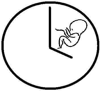 Maternal biological clock